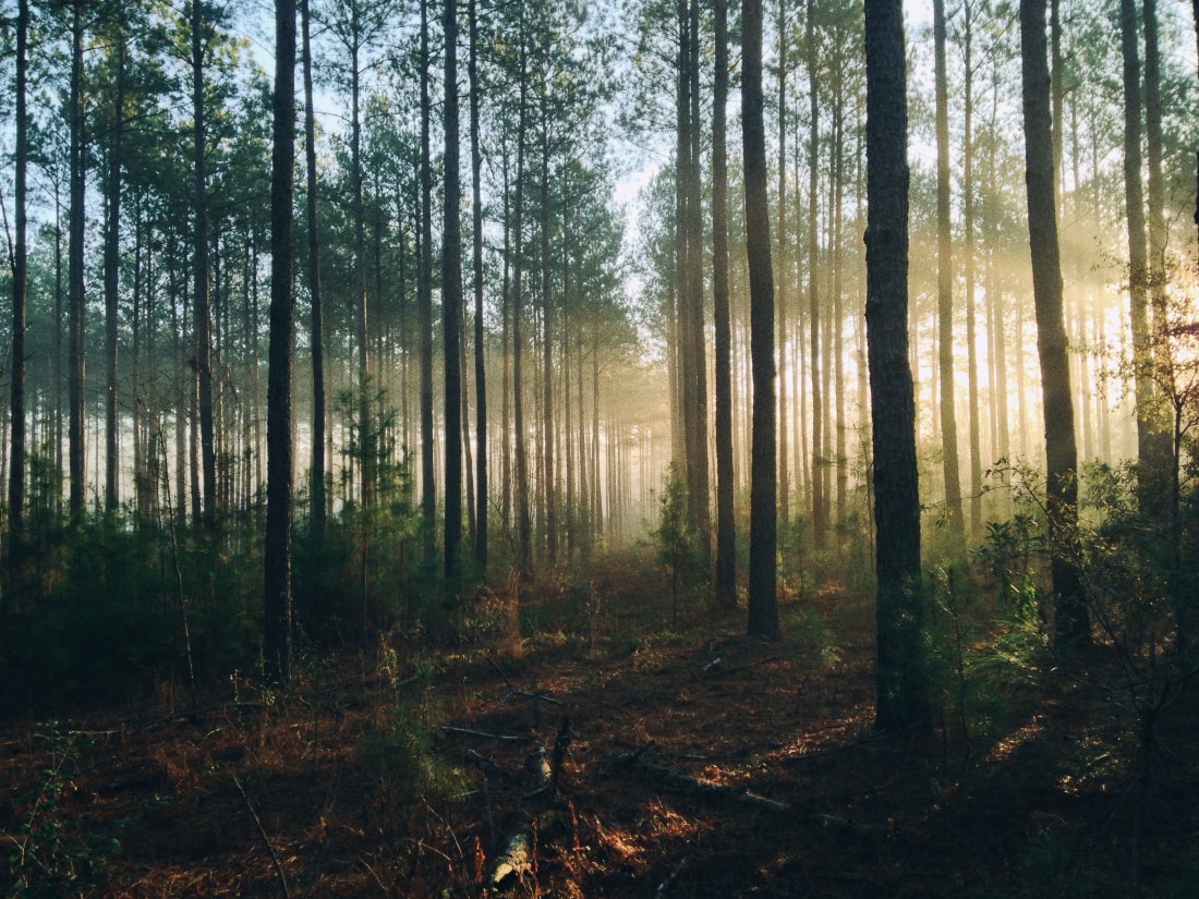 In het bos geweest? Controleer op teken