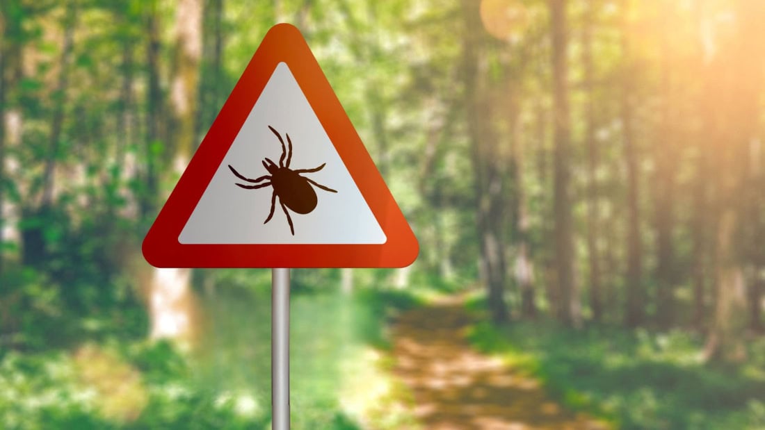 Pathogenic tick on a forest walk, tick bite prevention and treatment.
